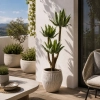 PALMA ALOESOWA W DONICZCE 150CM
